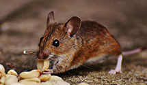 24 Hour & Emergency Exterminators in Business Reply, NY